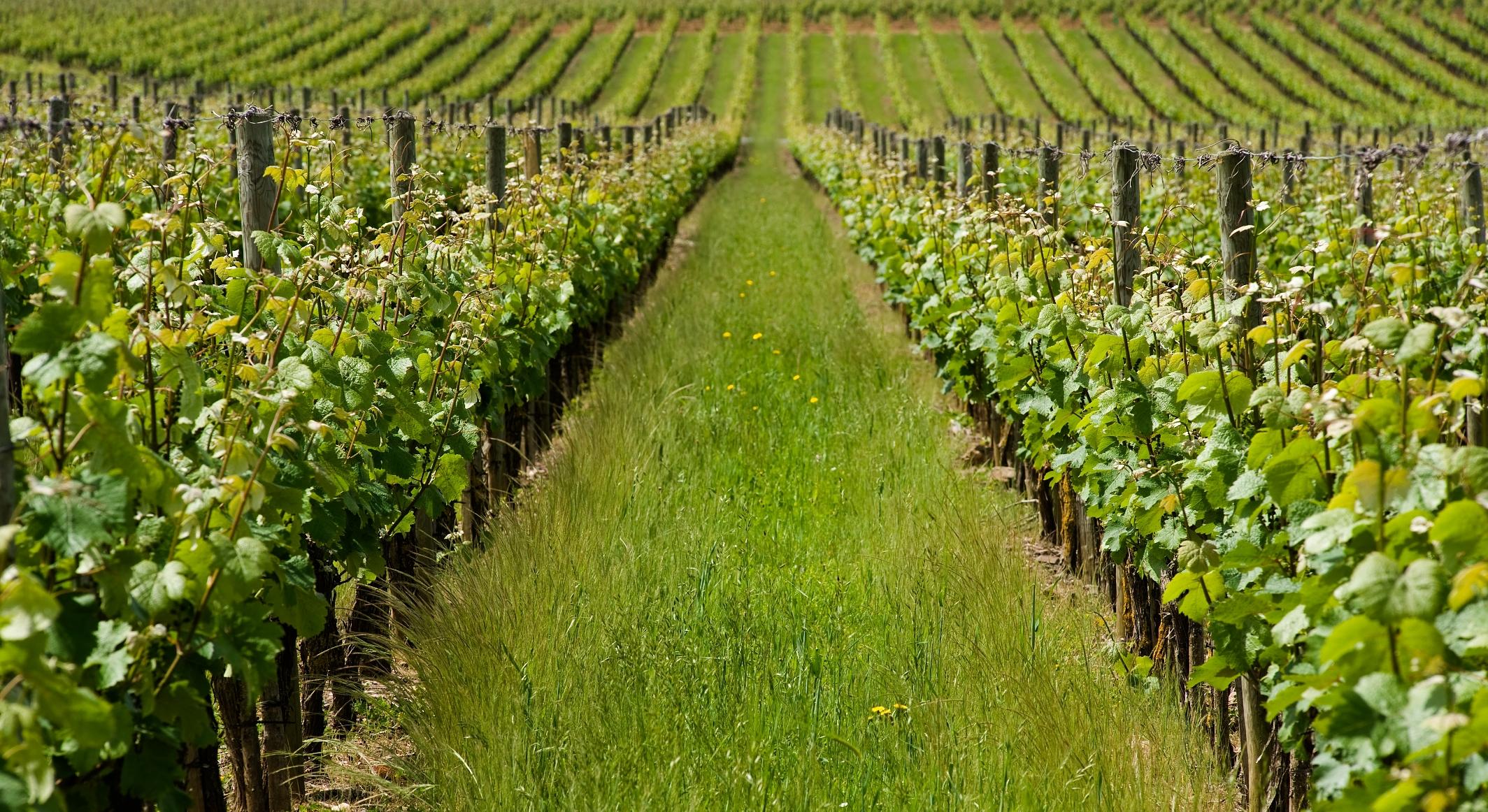 Ebourgeonnages Château Soucherie 2024